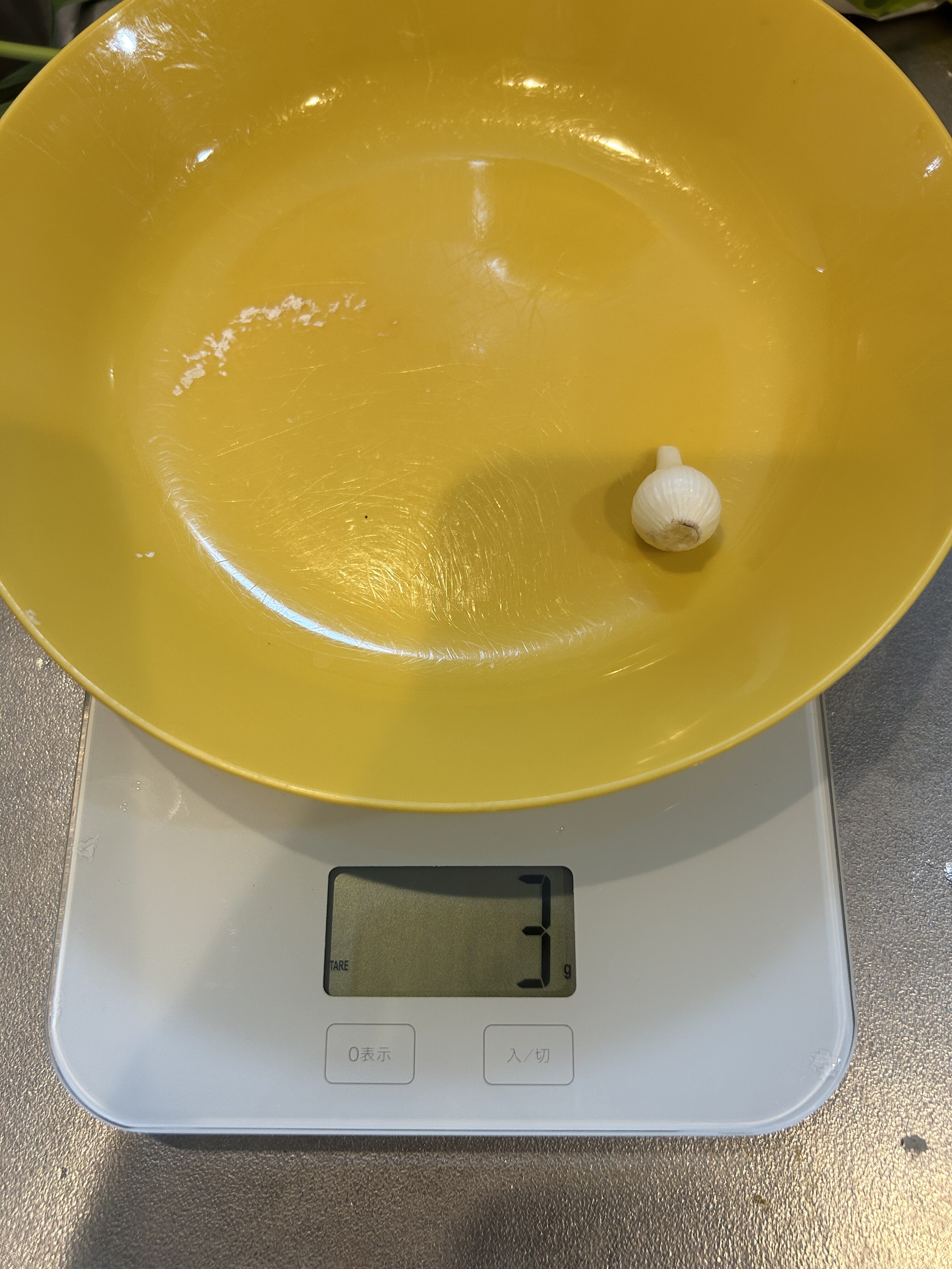 玉ねぎと葉の全体
