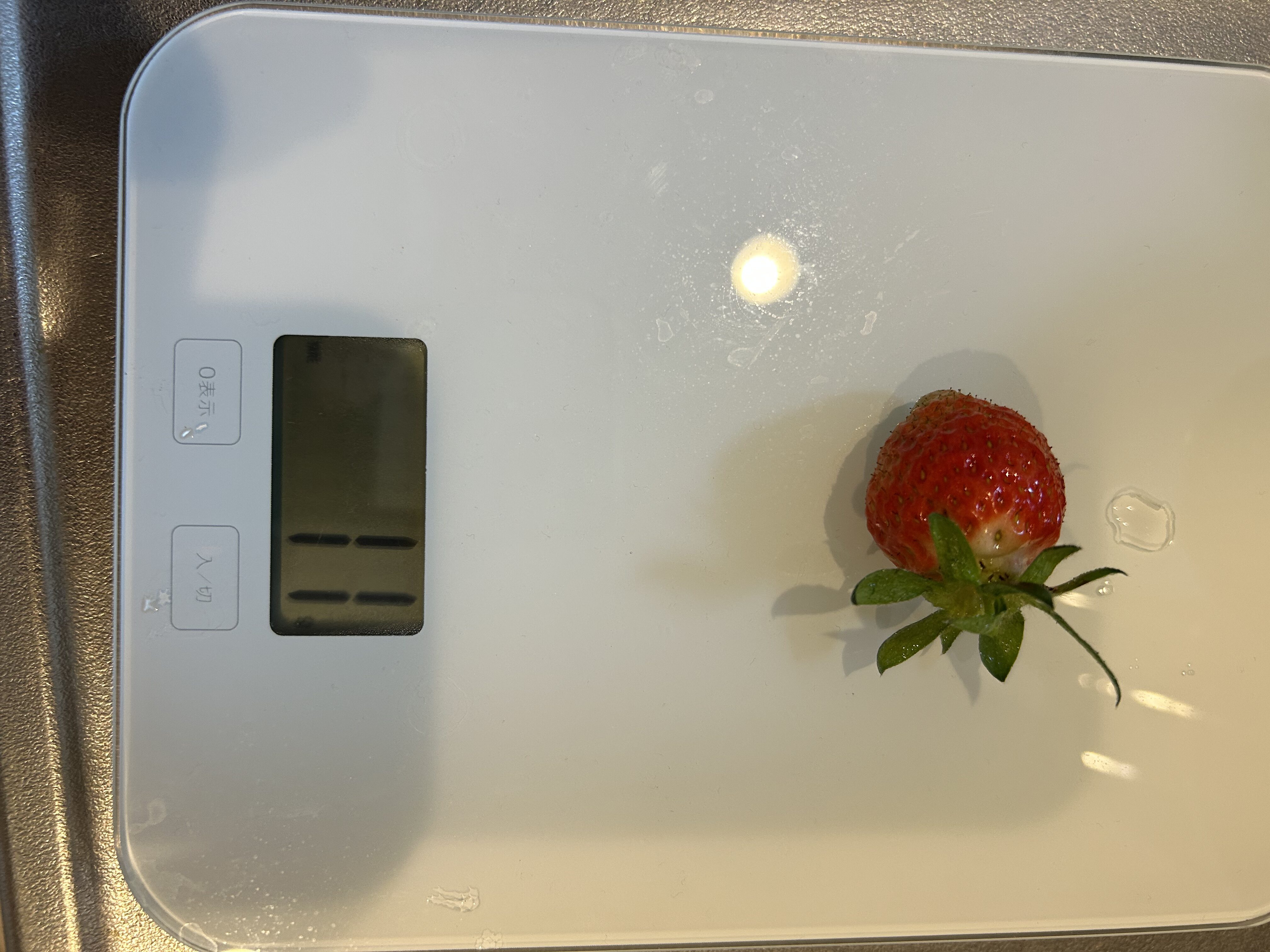 ミカンの鉢